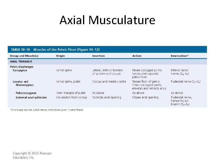 Axial Musculature [INSERT Table. 11. 10 -please split onto 2 slides if necessary] Copyright