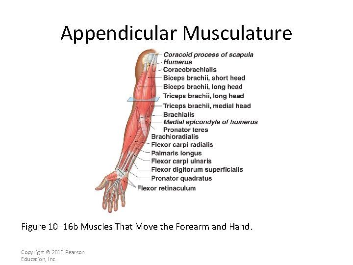 Appendicular Musculature Figure 10– 16 b Muscles That Move the Forearm and Hand. Copyright