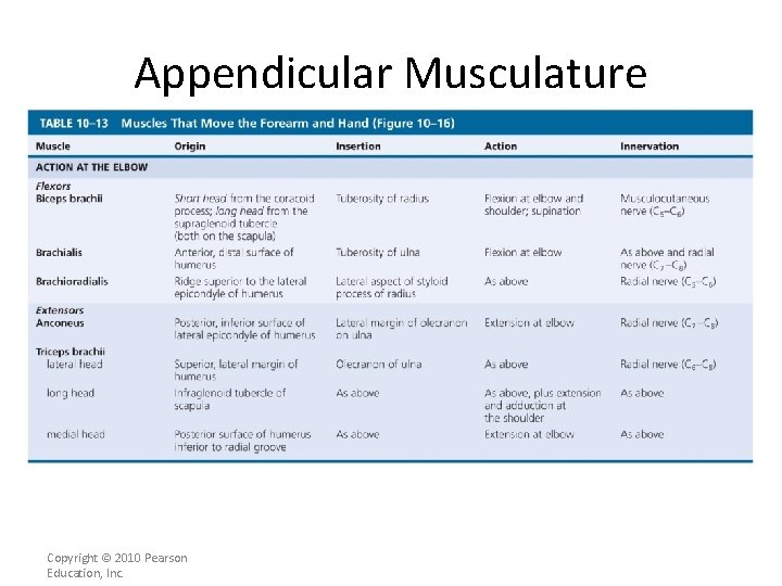 Appendicular Musculature [INSERT Table. 11. 13 top portion] Copyright © 2010 Pearson Education, Inc.