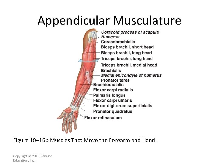 Appendicular Musculature Figure 10– 16 b Muscles That Move the Forearm and Hand. Copyright