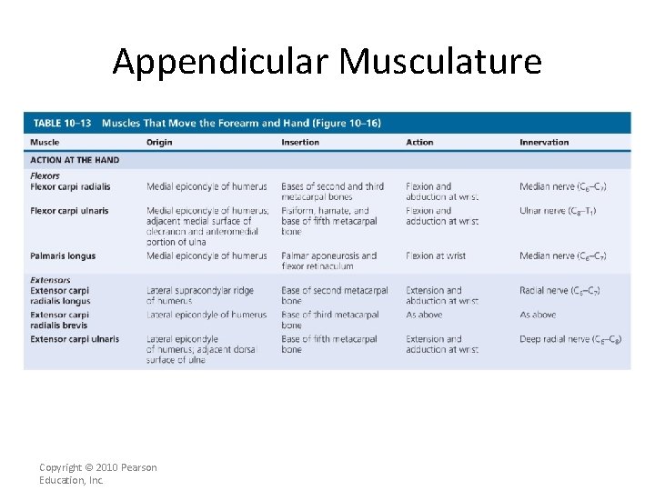 Appendicular Musculature [INSERT Table. 11. 13 bottom portion] Copyright © 2010 Pearson Education, Inc.