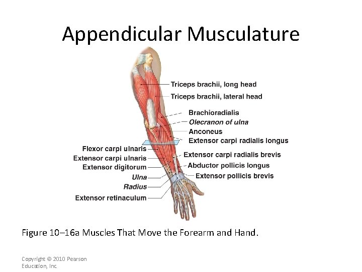 Appendicular Musculature [INSERT FIG. 11. 17 a] Figure 10– 16 a Muscles That Move