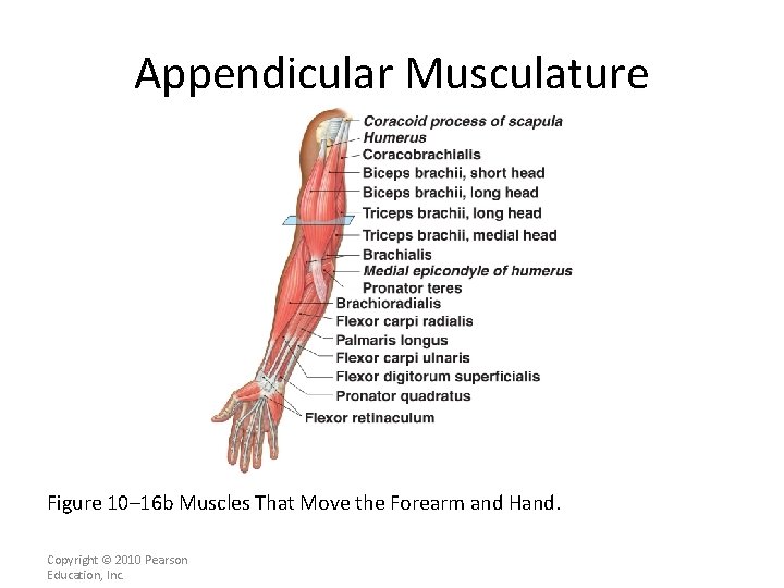 Appendicular Musculature Figure 10– 16 b Muscles That Move the Forearm and Hand. Copyright