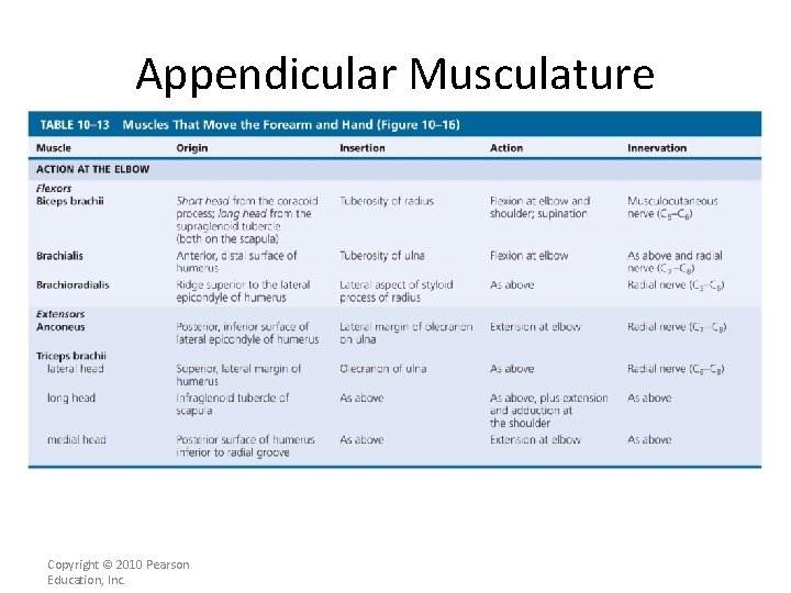 Appendicular Musculature [INSERT Table. 11. 13 middle portion] Copyright © 2010 Pearson Education, Inc.