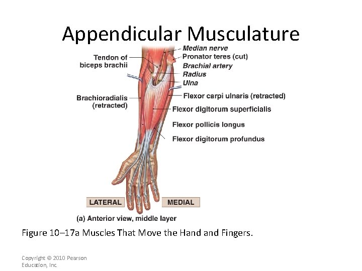Appendicular Musculature [INSERT FIG. 11. 18 a] Figure 10– 17 a Muscles That Move