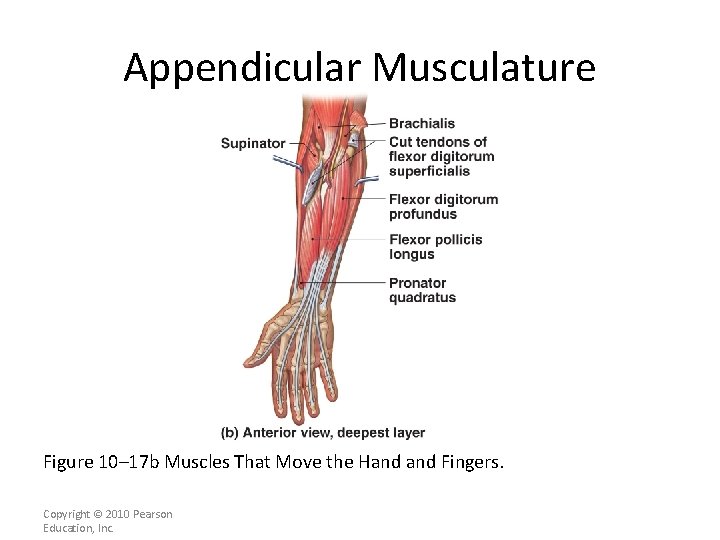 Appendicular Musculature Figure 10– 17 b Muscles That Move the Hand Fingers. Copyright ©
