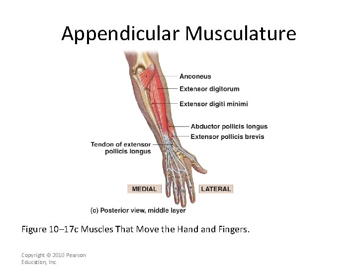 Appendicular Musculature [INSERT FIG. 11. 18 c] Figure 10– 17 c Muscles That Move