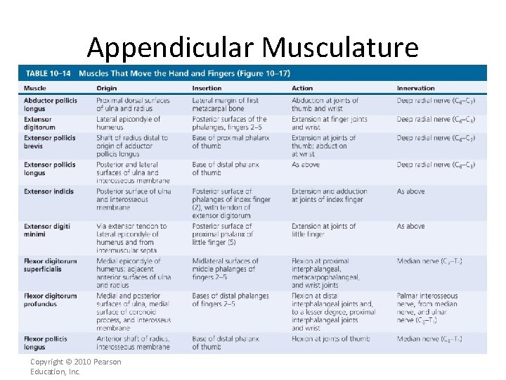 Appendicular Musculature [INSERT Table. 11. 14] Copyright © 2010 Pearson Education, Inc. 