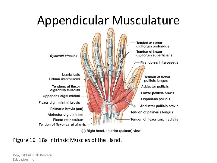 Appendicular Musculature Figure 10– 18 a Intrinsic Muscles of the Hand. Copyright © 2010