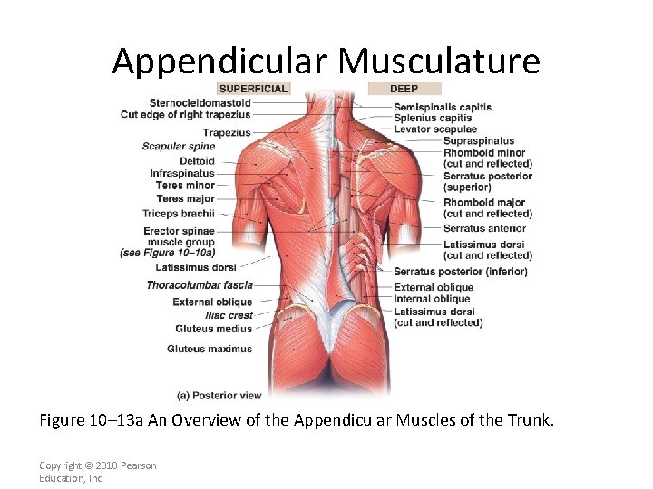 Appendicular Musculature [INSERT FIG. 11. 13 a] Figure 10– 13 a An Overview of