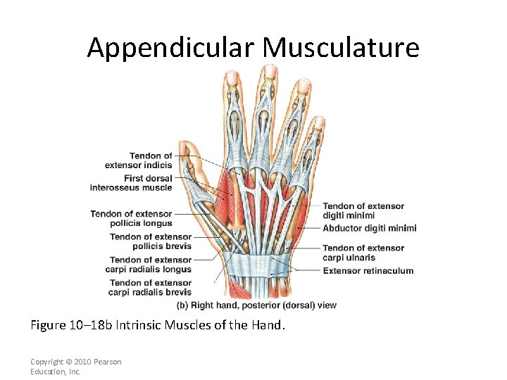 Appendicular Musculature Figure 10– 18 b Intrinsic Muscles of the Hand. Copyright © 2010