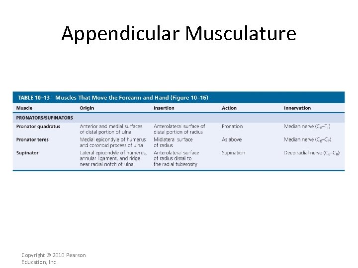 Appendicular Musculature Copyright © 2010 Pearson Education, Inc. 
