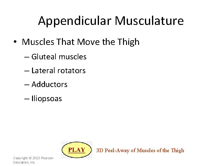 Appendicular Musculature • Muscles That Move the Thigh – Gluteal muscles – Lateral rotators