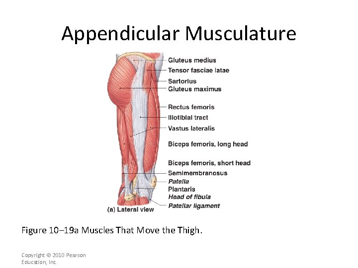 Appendicular Musculature Figure 10– 19 a Muscles That Move the Thigh. Copyright © 2010