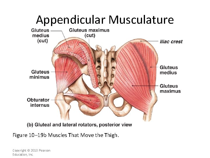 Appendicular Musculature [INSERT FIG. 11. 20 b] Figure 10– 19 b Muscles That Move