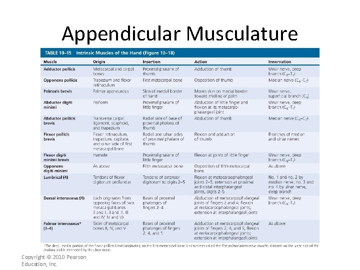 Appendicular Musculature [INSERT Table. 11. 16 top portion] Copyright © 2010 Pearson Education, Inc.