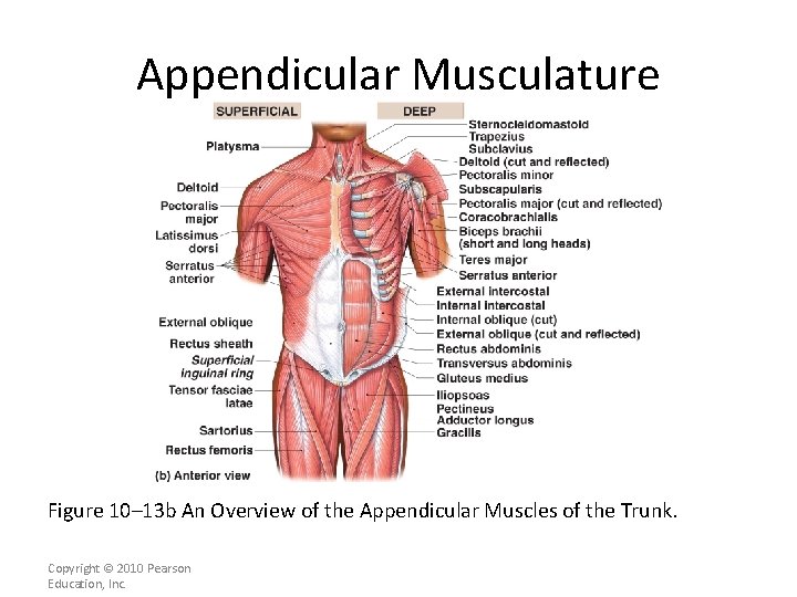 Appendicular Musculature [INSERT FIG. 11. 13 b] Figure 10– 13 b An Overview of