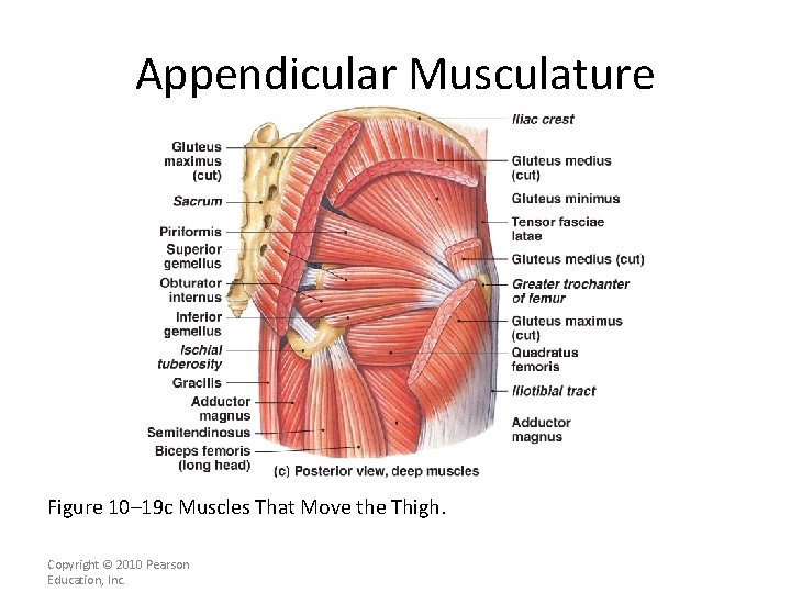 Appendicular Musculature [INSERT FIG. 11. 20 c] Figure 10– 19 c Muscles That Move