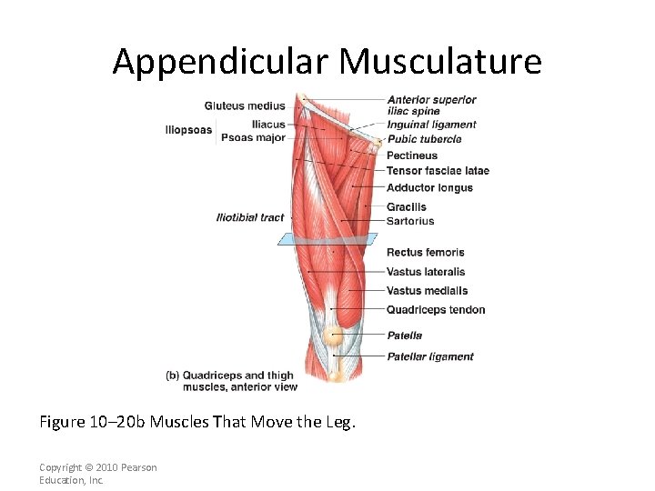 Appendicular Musculature [INSERT FIG. 11. 21 b] Figure 10– 20 b Muscles That Move