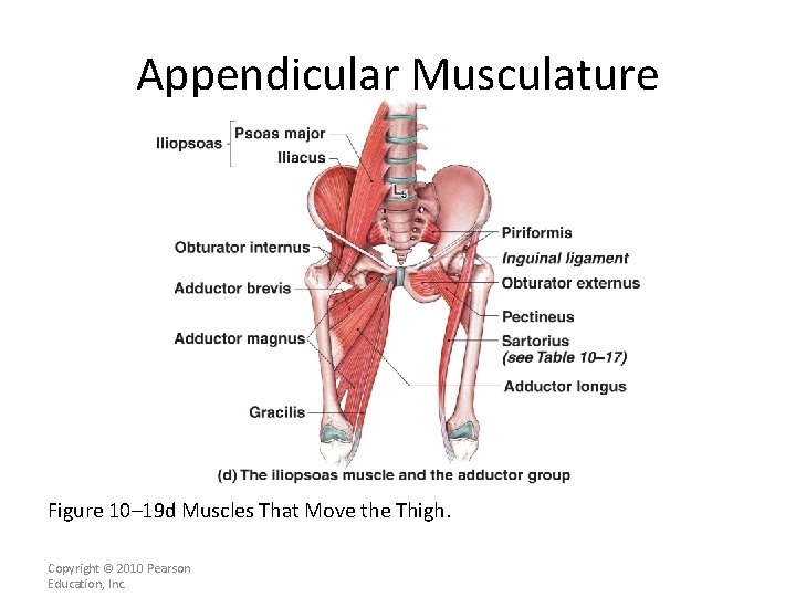 Appendicular Musculature [INSERT FIG. 11. 20 d] Figure 10– 19 d Muscles That Move
