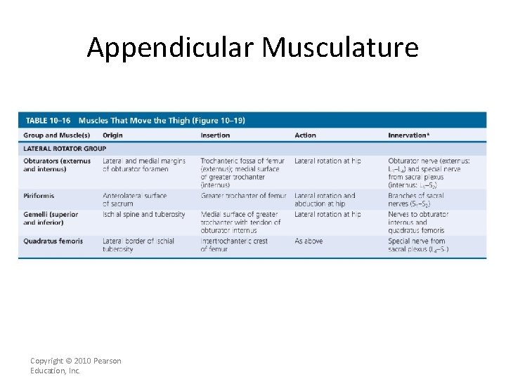 Appendicular Musculature [INSERT Table. 11. 16 3 rd section] Copyright © 2010 Pearson Education,