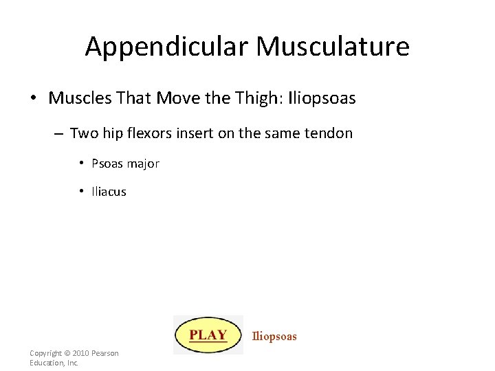 Appendicular Musculature • Muscles That Move the Thigh: Iliopsoas – Two hip flexors insert