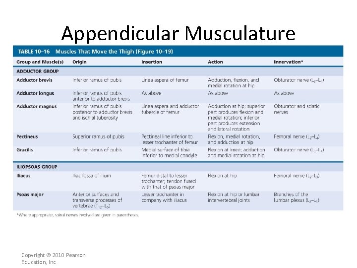 Appendicular Musculature [INSERT Table. 11. 16 bottom] Copyright © 2010 Pearson Education, Inc. 