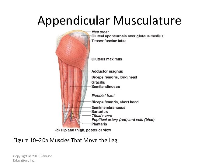 Appendicular Musculature Figure 10– 20 a Muscles That Move the Leg. Copyright © 2010