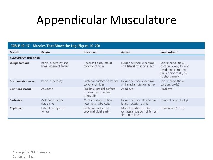 Appendicular Musculature [INSERT Table. 11. 17 top portion] Copyright © 2010 Pearson Education, Inc.