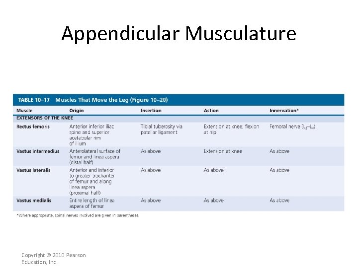 Appendicular Musculature [INSERT Table. 11. 17 bottom] Copyright © 2010 Pearson Education, Inc. 