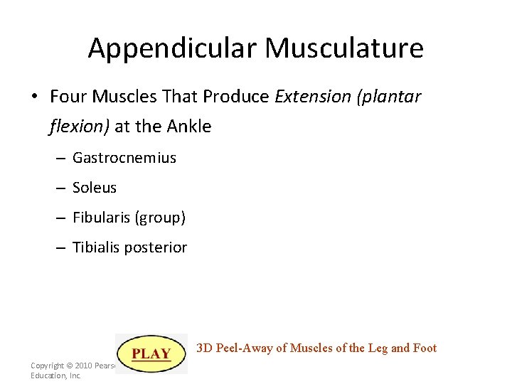 Appendicular Musculature • Four Muscles That Produce Extension (plantar flexion) at the Ankle –