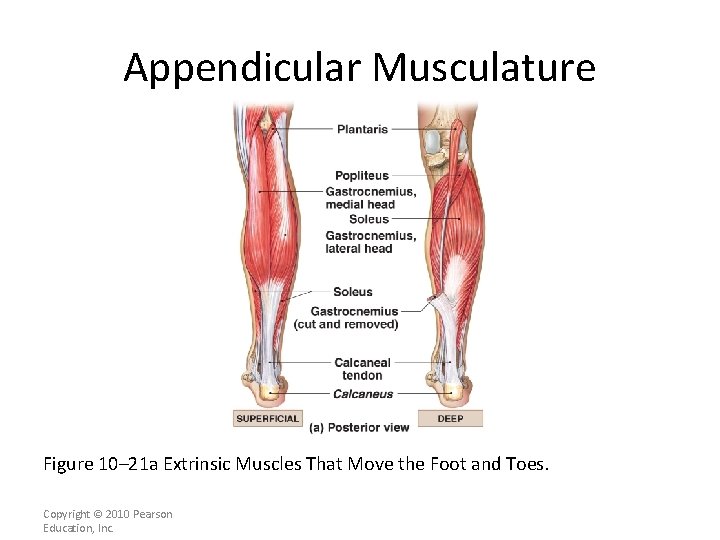Appendicular Musculature Figure 10– 21 a Extrinsic Muscles That Move the Foot and Toes.