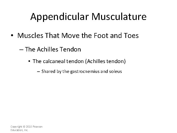 Appendicular Musculature • Muscles That Move the Foot and Toes – The Achilles Tendon