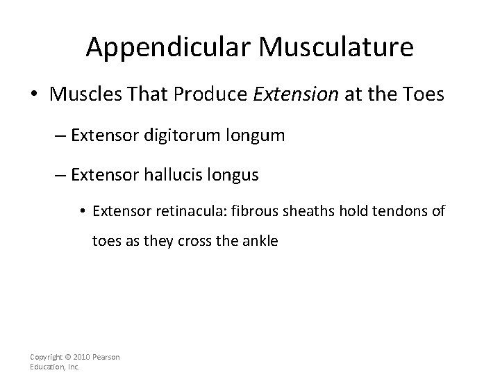 Appendicular Musculature • Muscles That Produce Extension at the Toes – Extensor digitorum longum