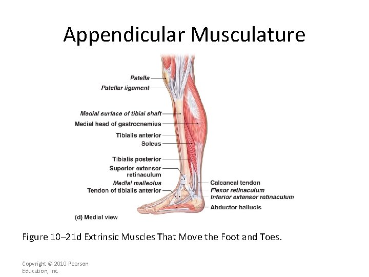 Appendicular Musculature [INSERT FIG. 11. 22 d] Figure 10– 21 d Extrinsic Muscles That