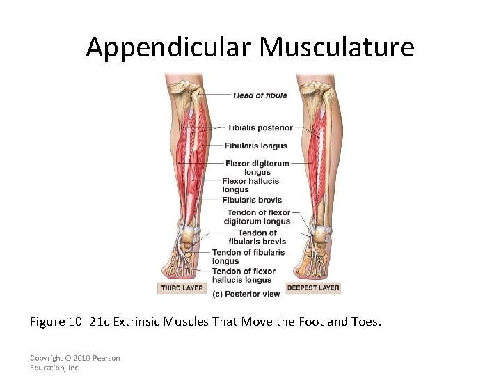 Appendicular Musculature Figure 10– 21 c Extrinsic Muscles That Move the Foot and Toes.