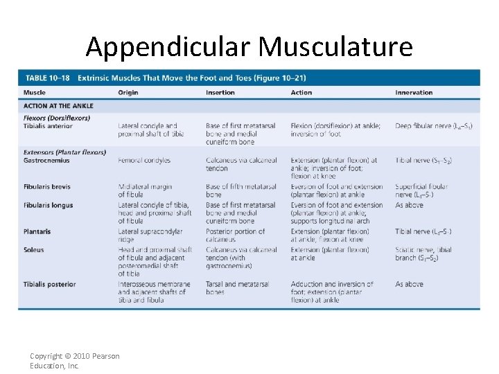 Appendicular Musculature [INSERT Table. 11. 18] Copyright © 2010 Pearson Education, Inc. 