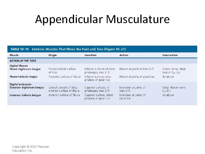 Appendicular Musculature [INSERT Table. 11. 18] Copyright © 2010 Pearson Education, Inc. 