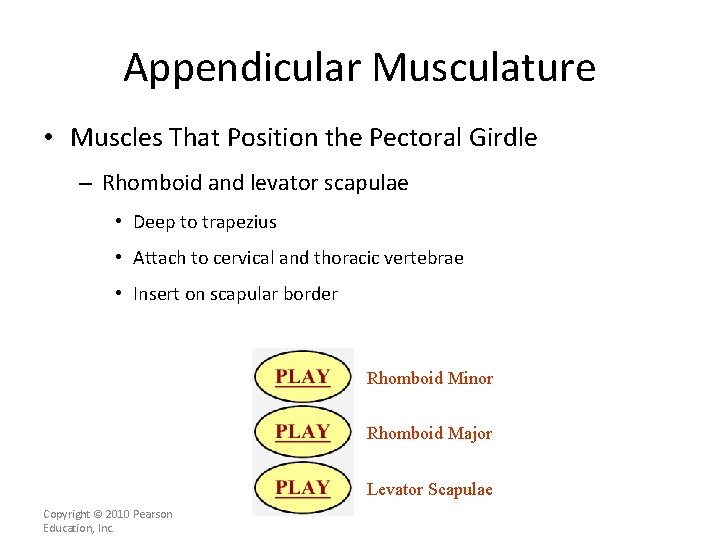 Appendicular Musculature • Muscles That Position the Pectoral Girdle – Rhomboid and levator scapulae
