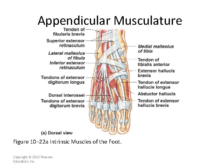 Appendicular Musculature Figure 10– 22 a Intrinsic Muscles of the Foot. Copyright © 2010