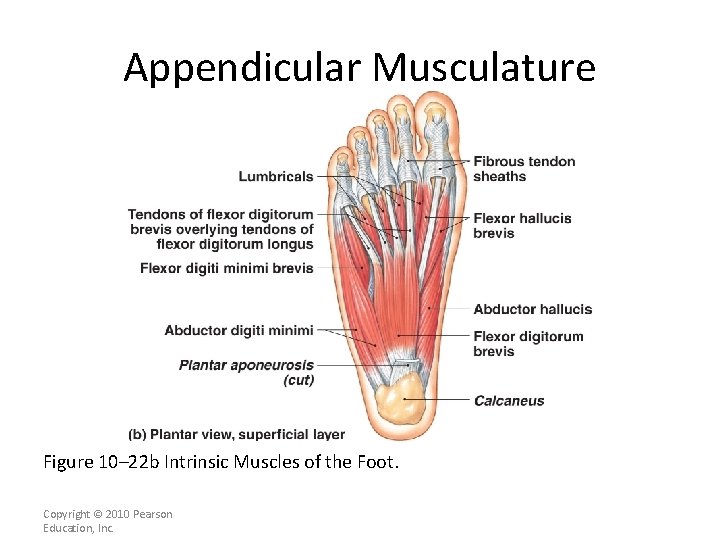 Appendicular Musculature [INSERT FIG. 11. 23 b] Figure 10– 22 b Intrinsic Muscles of