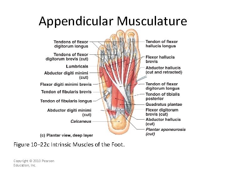 Appendicular Musculature [INSERT FIG. 11. 23 c] Figure 10– 22 c Intrinsic Muscles of