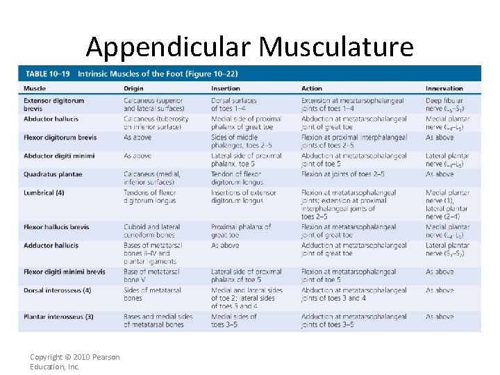 Appendicular Musculature [INSERT Table. 11. 19] Copyright © 2010 Pearson Education, Inc. 