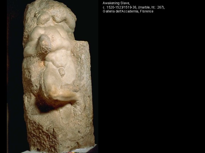 Awakening Slave, c. 1520 -1523/1519 -36, (marble, ht. : 267), Galleria dell'Accademia, Florence 