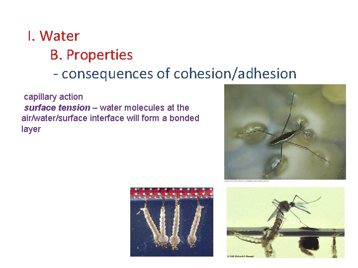 I. Water B. Properties - consequences of cohesion/adhesion capillary action surface tension – water
