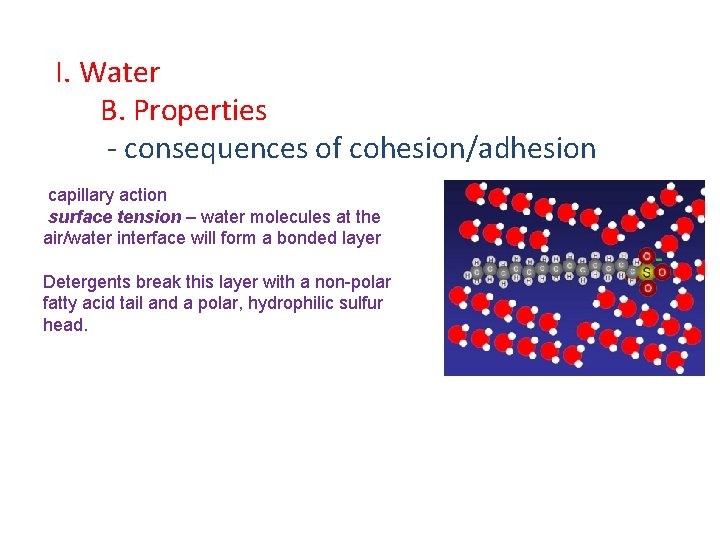 I. Water B. Properties - consequences of cohesion/adhesion capillary action surface tension – water