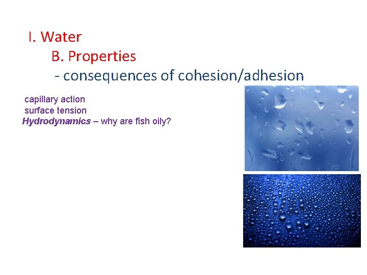 I. Water B. Properties - consequences of cohesion/adhesion capillary action surface tension Hydrodynamics –