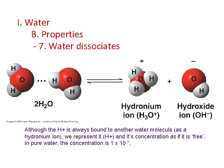 I. Water B. Properties - 7. Water dissociates Although the H+ is always bound