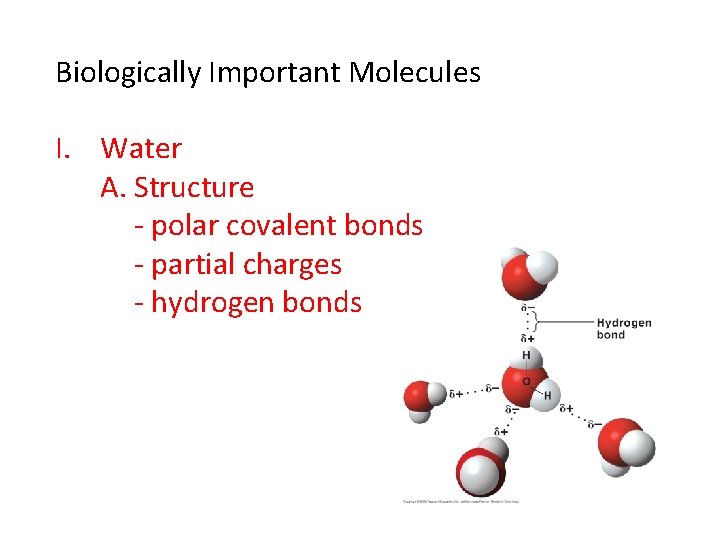 Biologically Important Molecules I. Water A. Structure - polar covalent bonds - partial charges