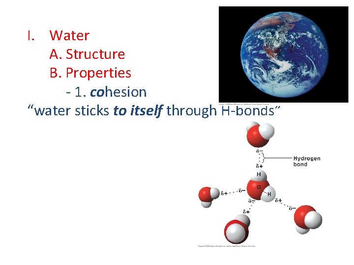 I. Water A. Structure B. Properties - 1. cohesion “water sticks to itself through